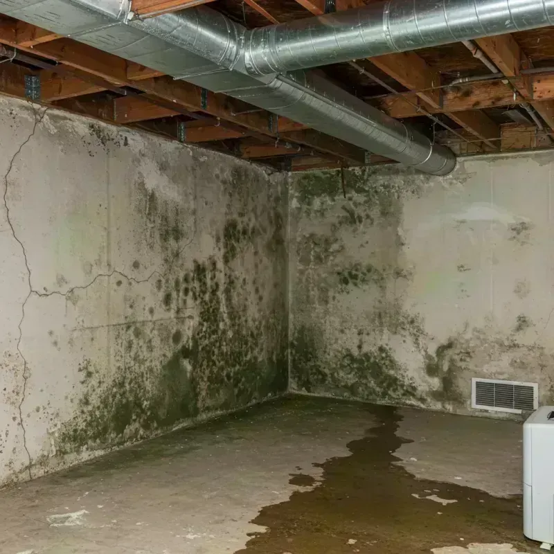 Professional Mold Removal in Darien, IL